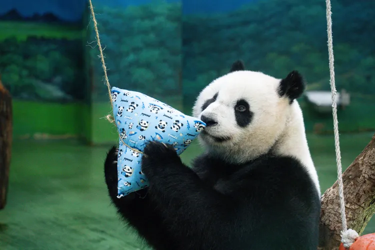 大熊貓圓仔玩香包。台北市立動物園提供