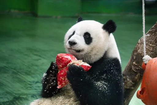 慶端午!大熊貓「圓仔」啃蔬果冰粽、玩香包超萌