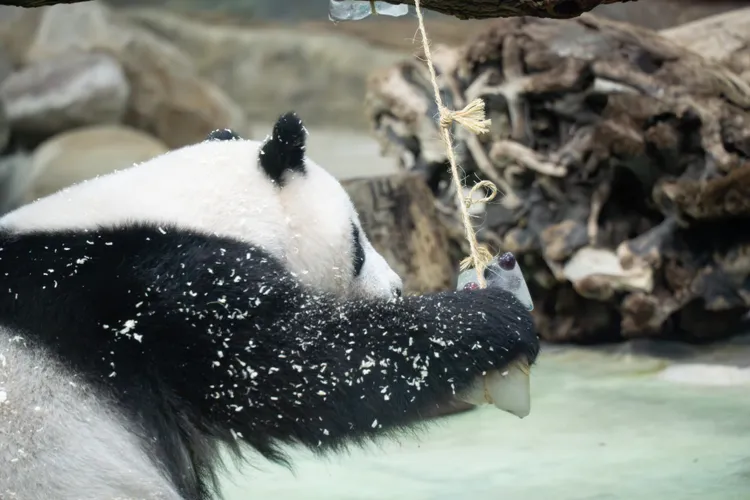 大熊貓圓仔吃冰粽。台北市立動物園提供