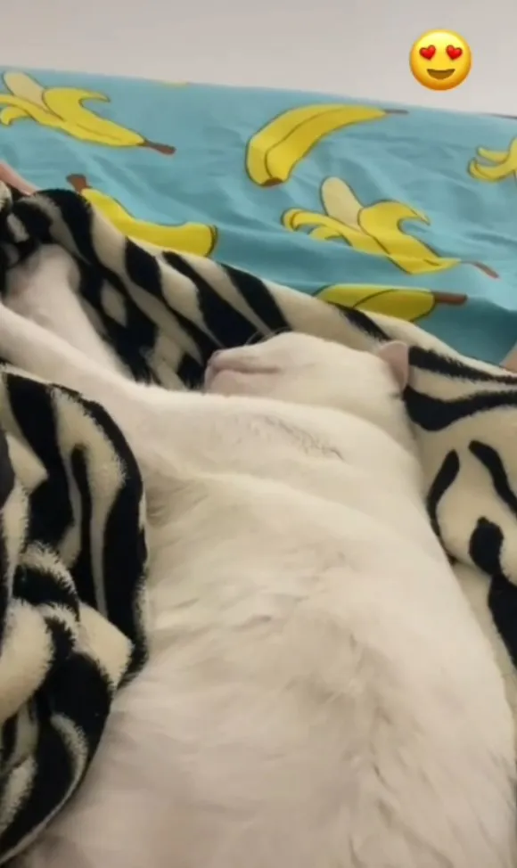猫咪踩著踩著先睡著，真的好萌呀！。TikTok@r7301__ 提供