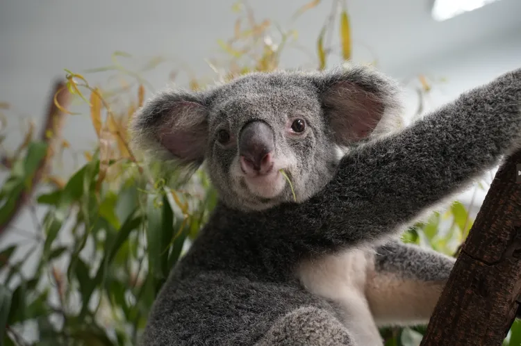 無尾熊芙蓉。台北市立動物園提供