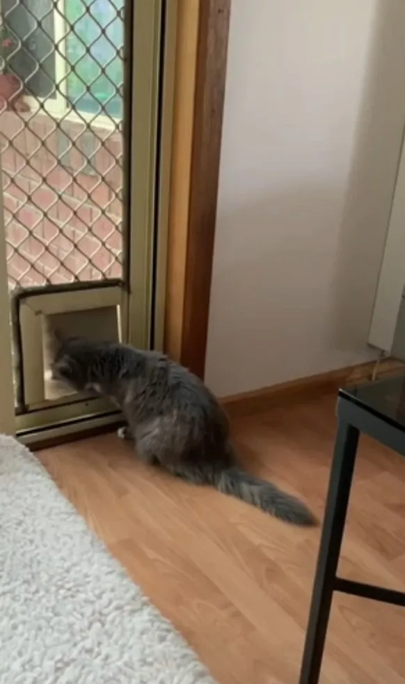 天氣正好，喵喵想出去曬曬太陽。FB：Hung-Yan Liu 提供