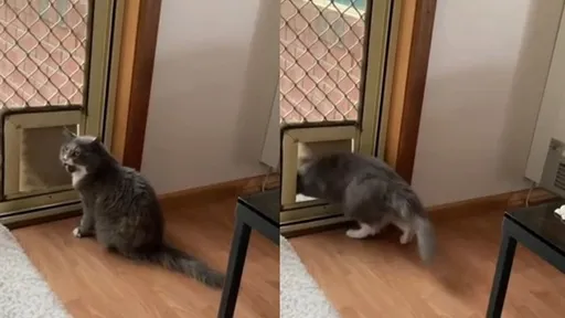 你關不住我！喵星人成功逃脫密室