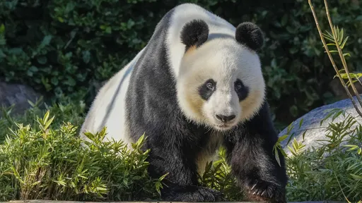 李強宣布提供澳洲2隻新熊貓　旺旺、福妮將返中國