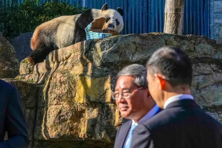 中國總理李強（左）訪問澳洲，後方是中國貓熊旺旺。美聯社