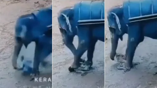駭人影片|大象又要載客怒了 巨掌連踏「踩扁象夫」捲頸拋屍