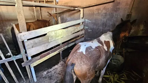 83歲飼主「嘿咻母馬」還注水性虐待　人獸交過程全被警察直擊