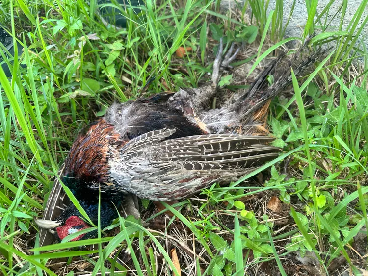 車禍現場附近尋獲一隻環頸雉遺體。民眾提供