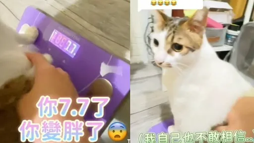 一量體重又變胖 喵星人不願意面對表情萌翻
