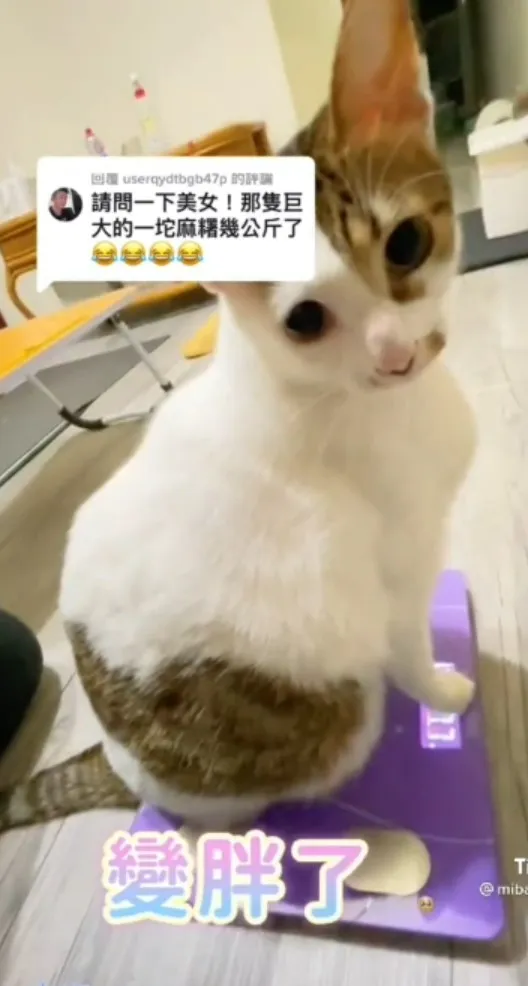 偶很胖但偶很可愛。TikTok@mibao_faftat 提供