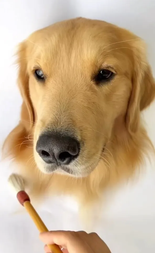 創意點子不用學,就可以輕鬆畫汪星人。IG @petsis_high 提供