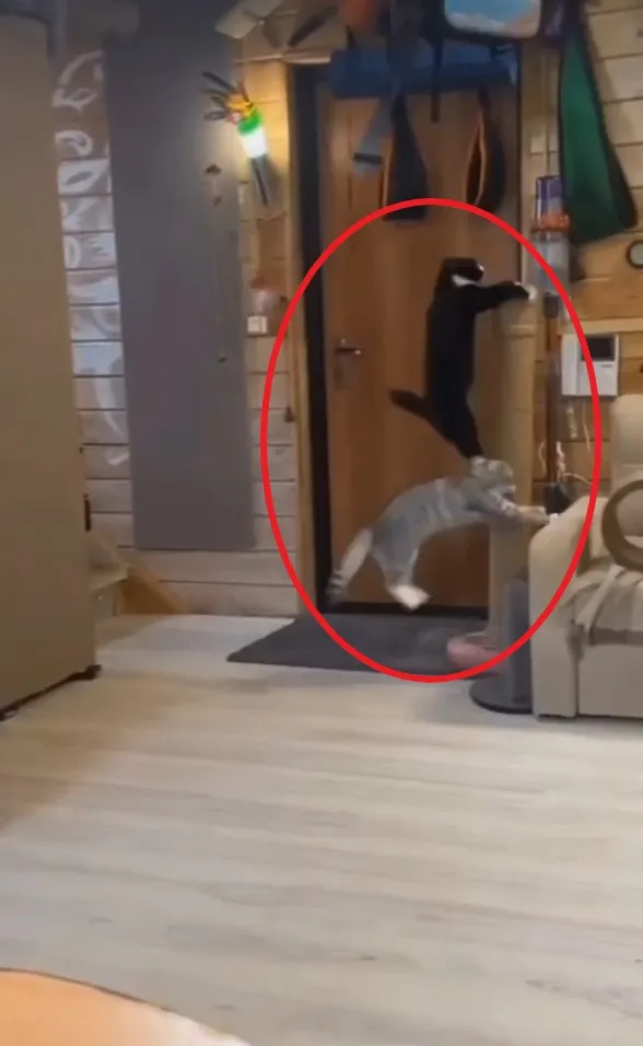 貓咪跳躍武打片。IG @cats_dog_earth 提供