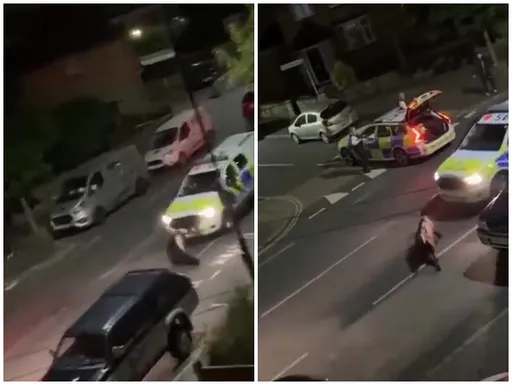 影片慎入!兩度開車衝撞母牛 暴力警察麻煩大了