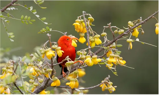 瀕危鳥被叮必死無疑 科學家「出絕招」撒更多蚊子救牠們