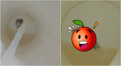 手搖喝最後一口吸到「茶葉」 仔細一看是整隻壁虎嚇壞