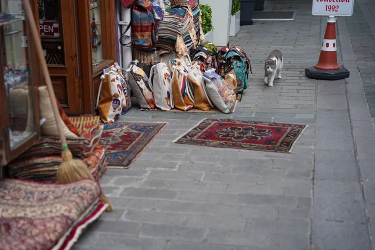 伊斯坦堡街頭隨處可見貓咪蹤跡，當地人亦對貓咪十分友善，讓其又有貓城之稱。S.H.攝