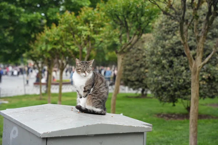 伊斯坦堡又被稱之為貓城，處處可見可愛的貓咪。S.H.攝
