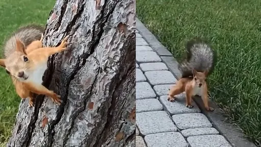 松鼠快如閃電!管你哪一家鏡頭 抓不到就是抓不到