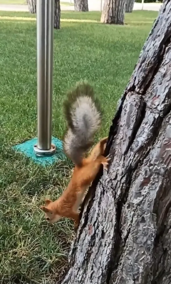 爬下樹的松鼠。IG @cats_dog_earth 提供