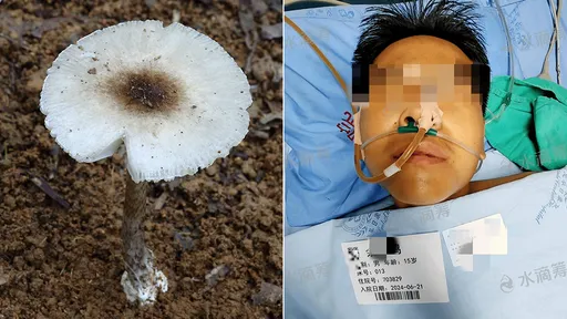 母子采菇加菜「摘回鹅膏菌」 4口家中毒1死3命危