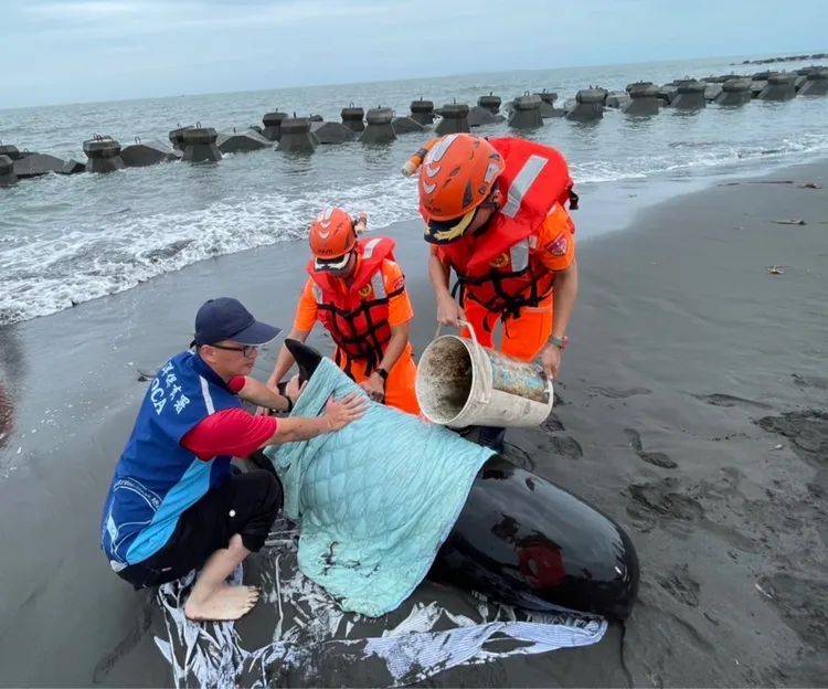 相關單位將鯨豚移往沙灘以利後續搶救。海巡署提供
