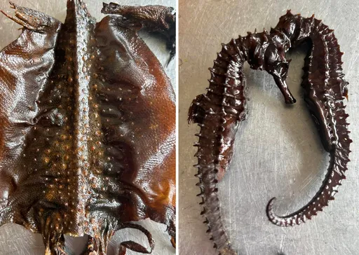 苗栗鄉代驚爆喝了10多年藥酒的藥材「塑膠ㄟ」　大逆轉！中藥公會查驗結果出爐