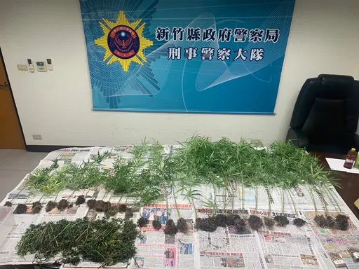 小心!國內大麻案件急增 別惹上「大麻煩」