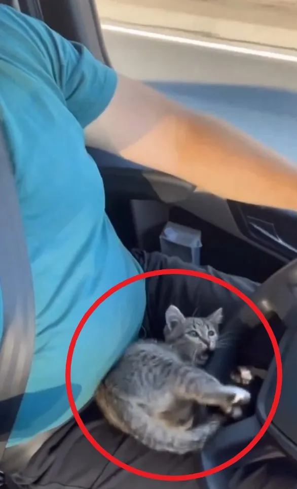 危险驾驶请勿模仿。IG @cats_dog_earth 提供