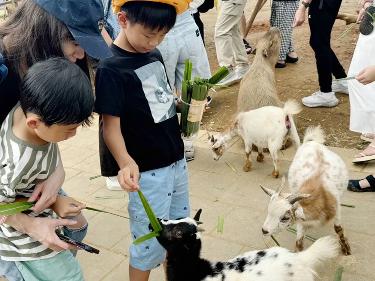 小朋友餵侏儒山羊。埔心牧場提供