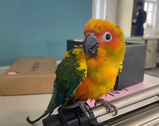 鸚鵡翹家飛越高屏溪!屏東枋寮警助團圓 關鍵是這原因