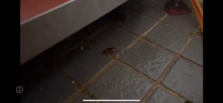 北市衛生局前往金仙滷肉飯松山店稽查發現活體蟑螂。北市衛生局提供