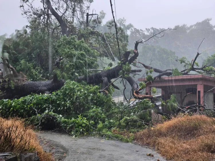 颱風造成路樹倒塌，壓壞電線桿。台電提供