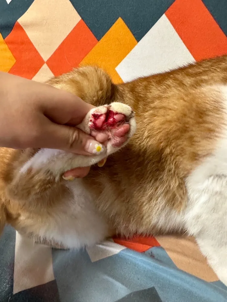 貓咪的腳遭到丈夫毆打有受傷。翻攝自 Threads tygaowl