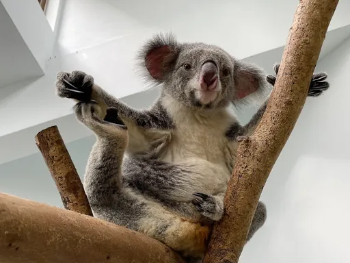 無尾熊白天上班壓力大 澳洲知名動物園暫停抱抱拍照體驗