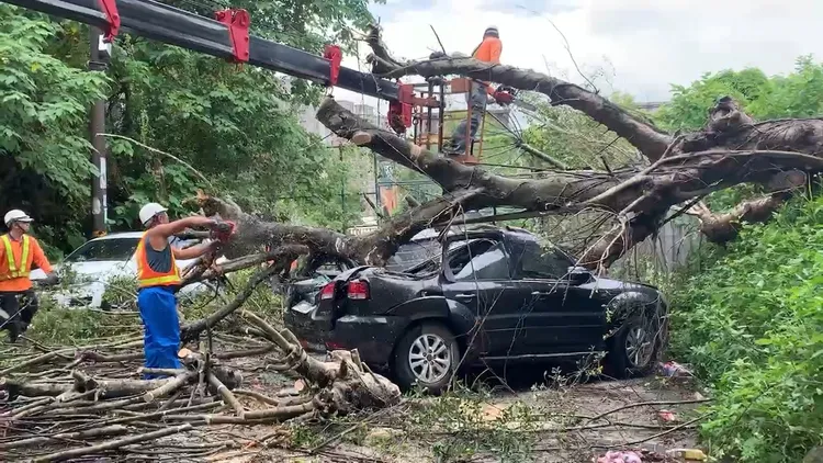 工人到場鋸斷樹木。龜山警分局提供