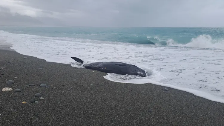抹抹香鯨寶寶在七星潭海域擱淺。花蓮縣政府提供
