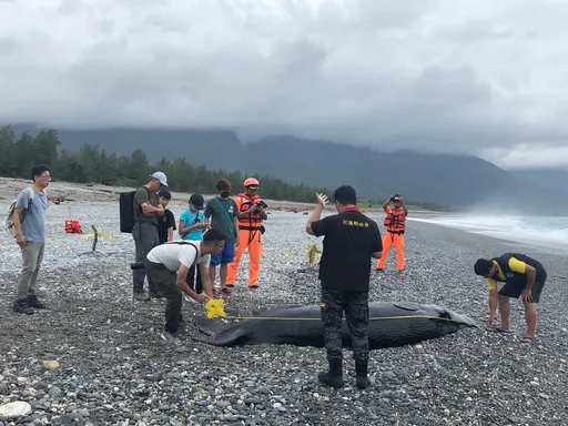不敌凯米台风 抹香鲸宝宝迷航搁浅死亡再也找不到妈妈