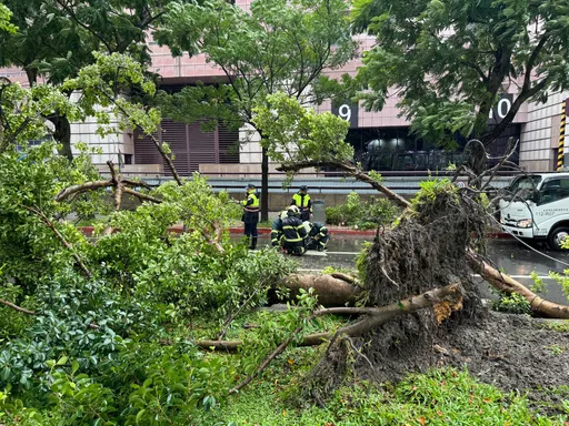 強颱凱米襲台！101旁路樹連根拔起　北市通報災情128件