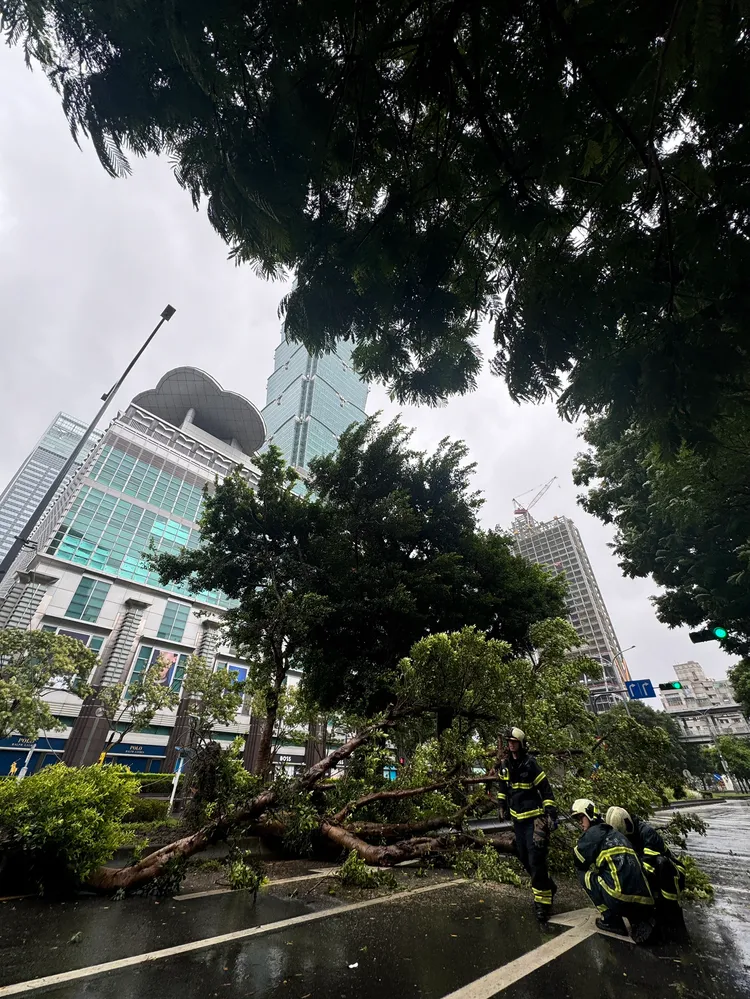 北市通報災情件數共計128件，主要為路樹傾倒。彭欣偉攝