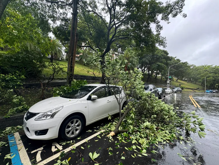 北市內湖區陽光街321巷路樹砸車。彭欣偉攝