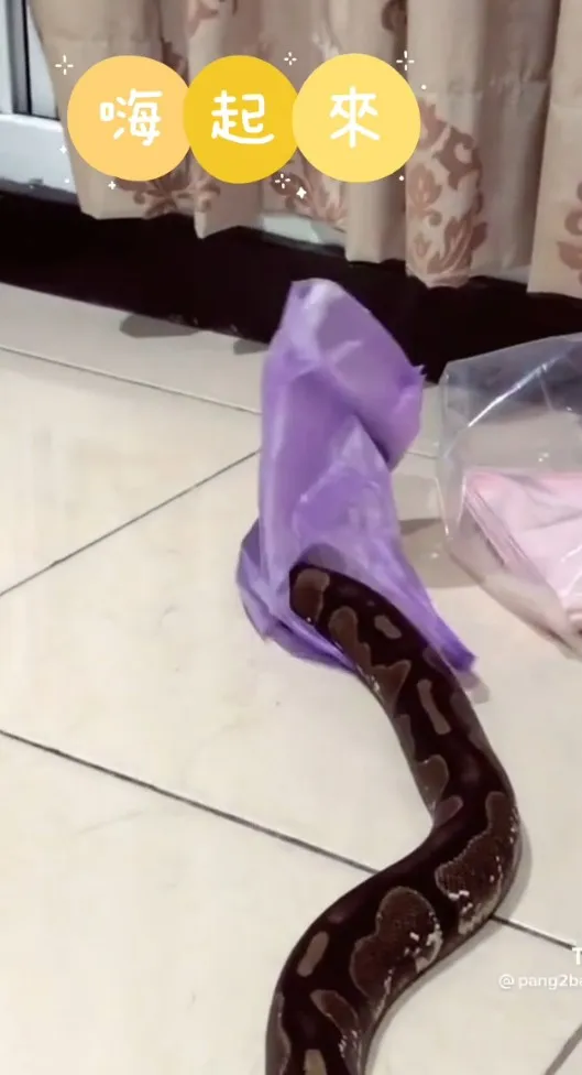 主子你用塑膠袋套在偶頭上，偶看不到啦~快拿開。TikTok@pang2ballpython / IG：pang2_ballpython 提供