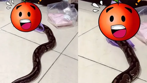 跟著音樂一起流動!寵物蛇變身「蒙面舞王」