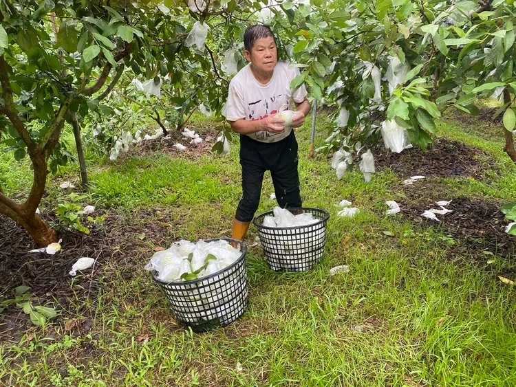 農場主人蔡澄文一邊要風災重建，一邊忙著挑選品相較好的芭樂，打包後直送給學子們嘗鮮。Eva Tsai 提供