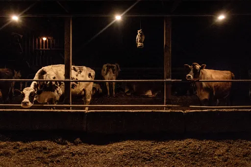 美通報第4例人類禽流感　專家憂釀人傳人疫情