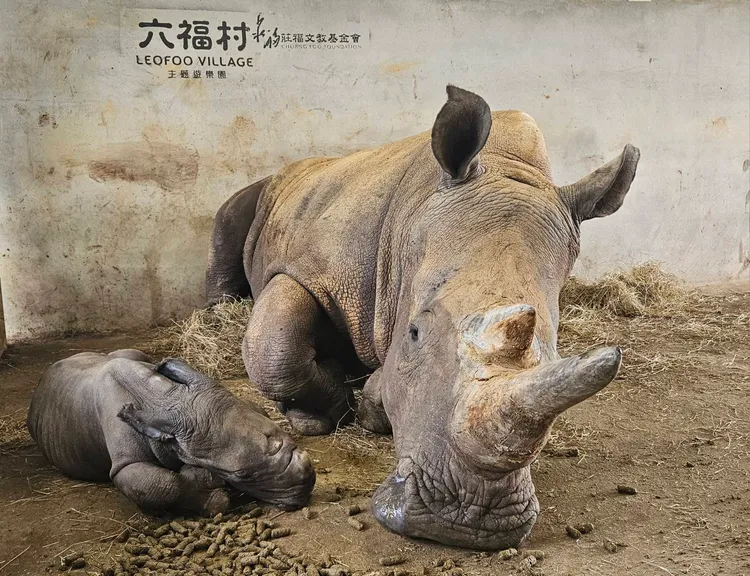 犀牛母子一起睡午覺。六福村提供