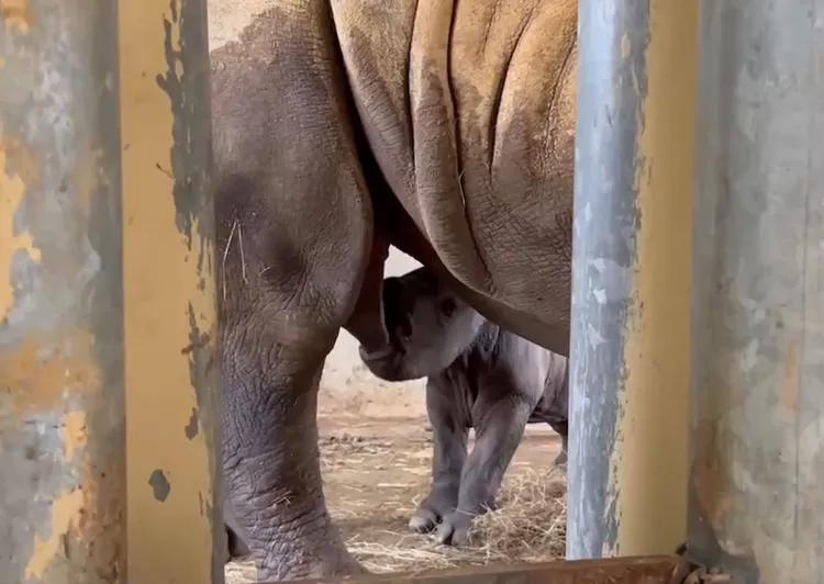 犀牛寶寶喝母奶。六福村提供