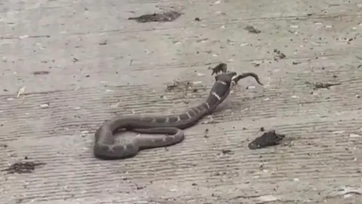 斗羅大陸天青牛蟒再現!?陸網拍到「長牛角的蛇」嚇壞 蛇怪詭異照曝