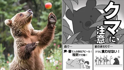 「熊海報太萌」人類被襲擊增25% 秋田知事認錯:會讓牠像魔鬼