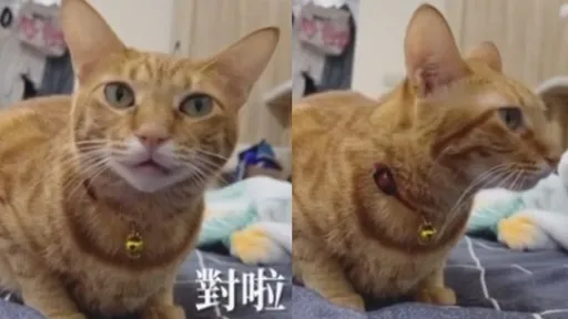 貓皇被問有沒有變胖? 牠轉頭生氣全都聽得懂
