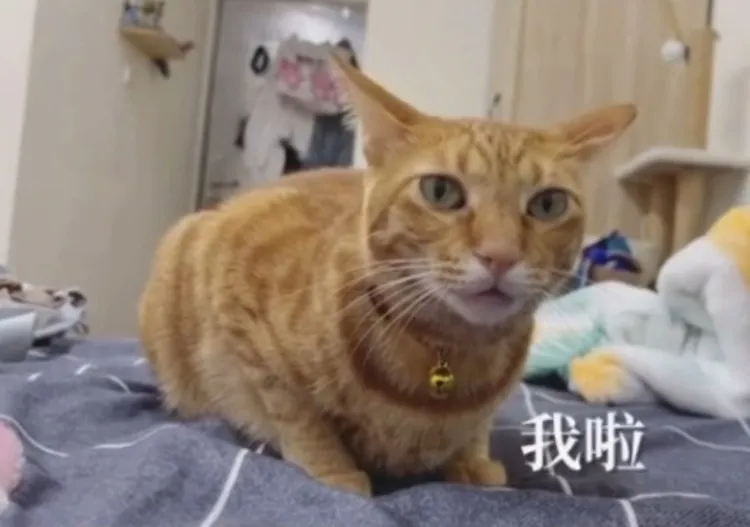 喵星人聽到主子問我是美女嗎？當然非我莫屬啦~~TikTok@mila_su31 提供